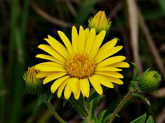 {Heterotheca camporum var. glandulissima}